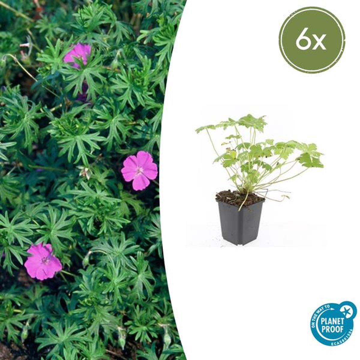 6x Geranium 'Tiny Monster' - 10-25cm - Ø9cm