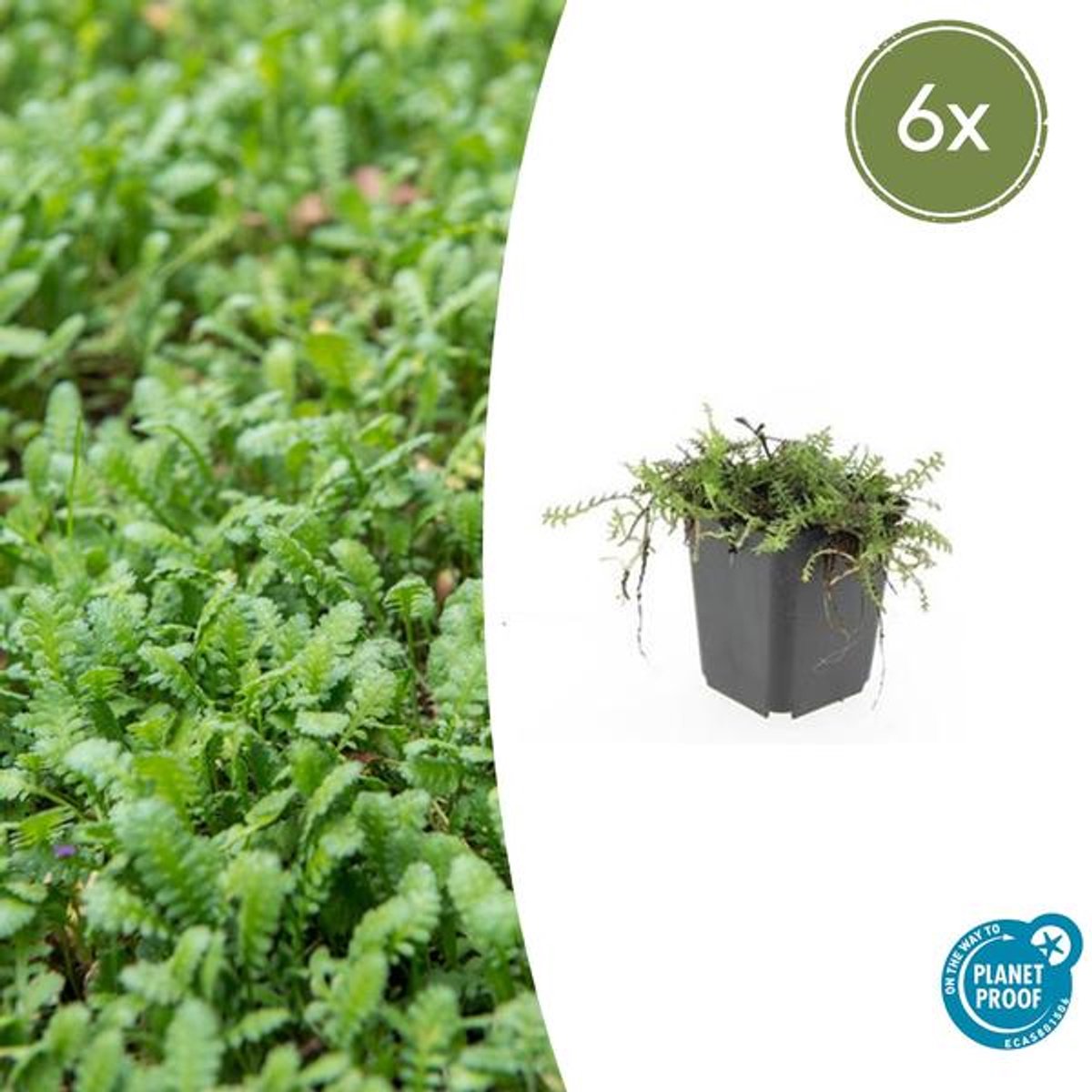 6x Leptinella squalida - 10-25cm - Ø9cm