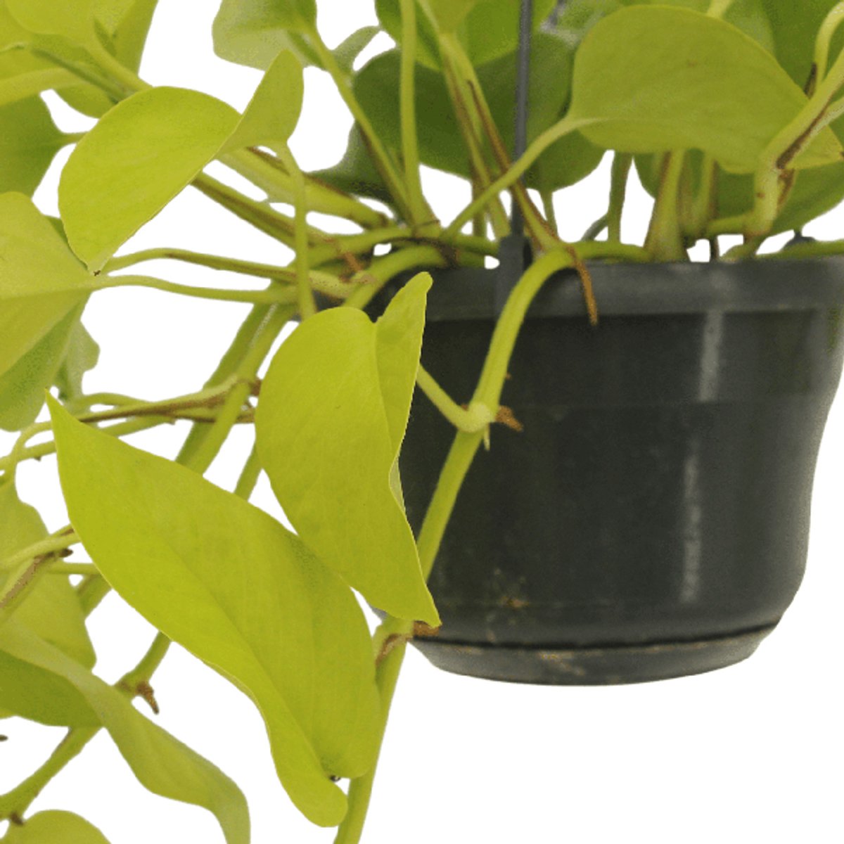 Epipremnum Golden Pothos (Scindapsus) - 2 stuks - Ø15cm - 25cm