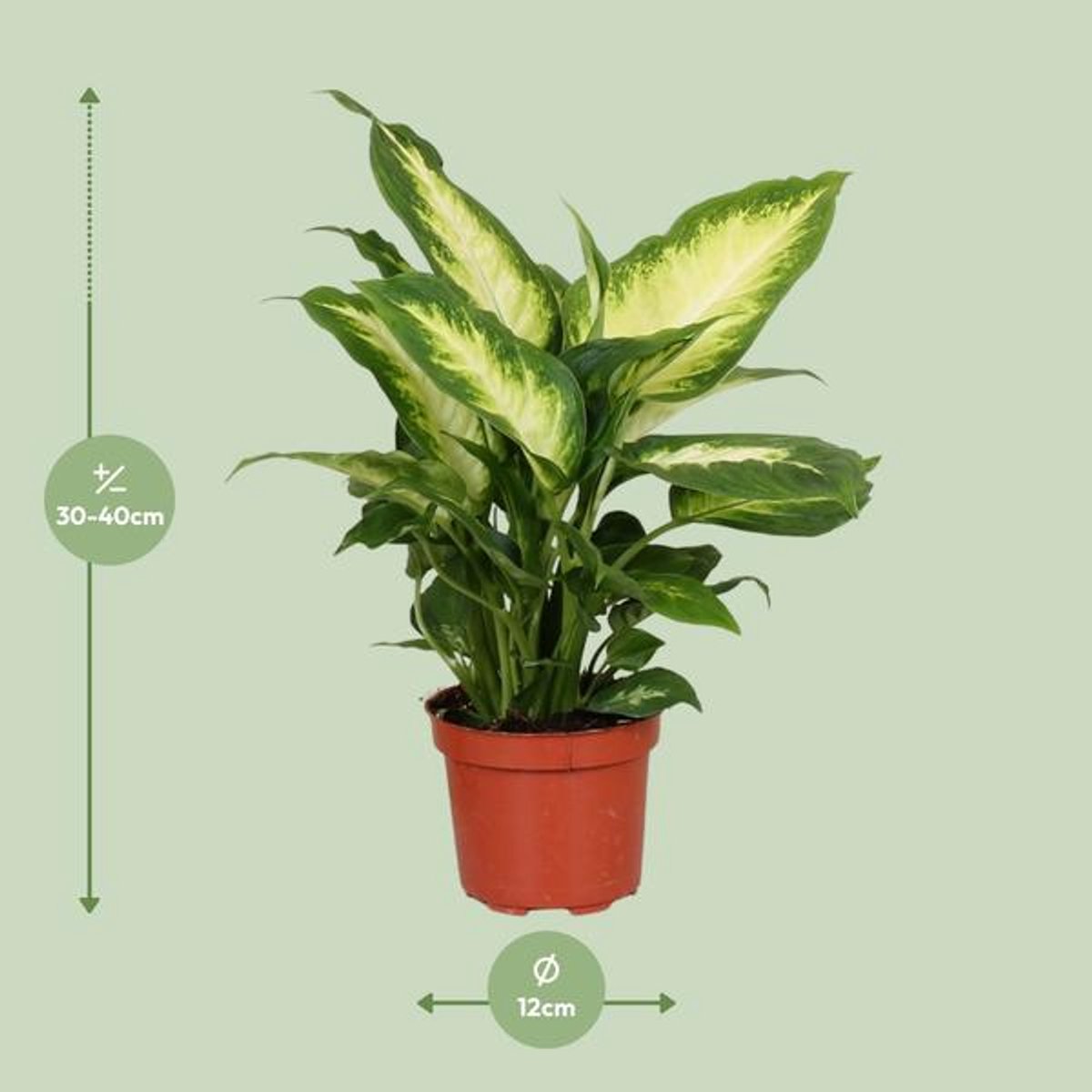 Dieffenbachia Camilla - Ø12cm - 35cm