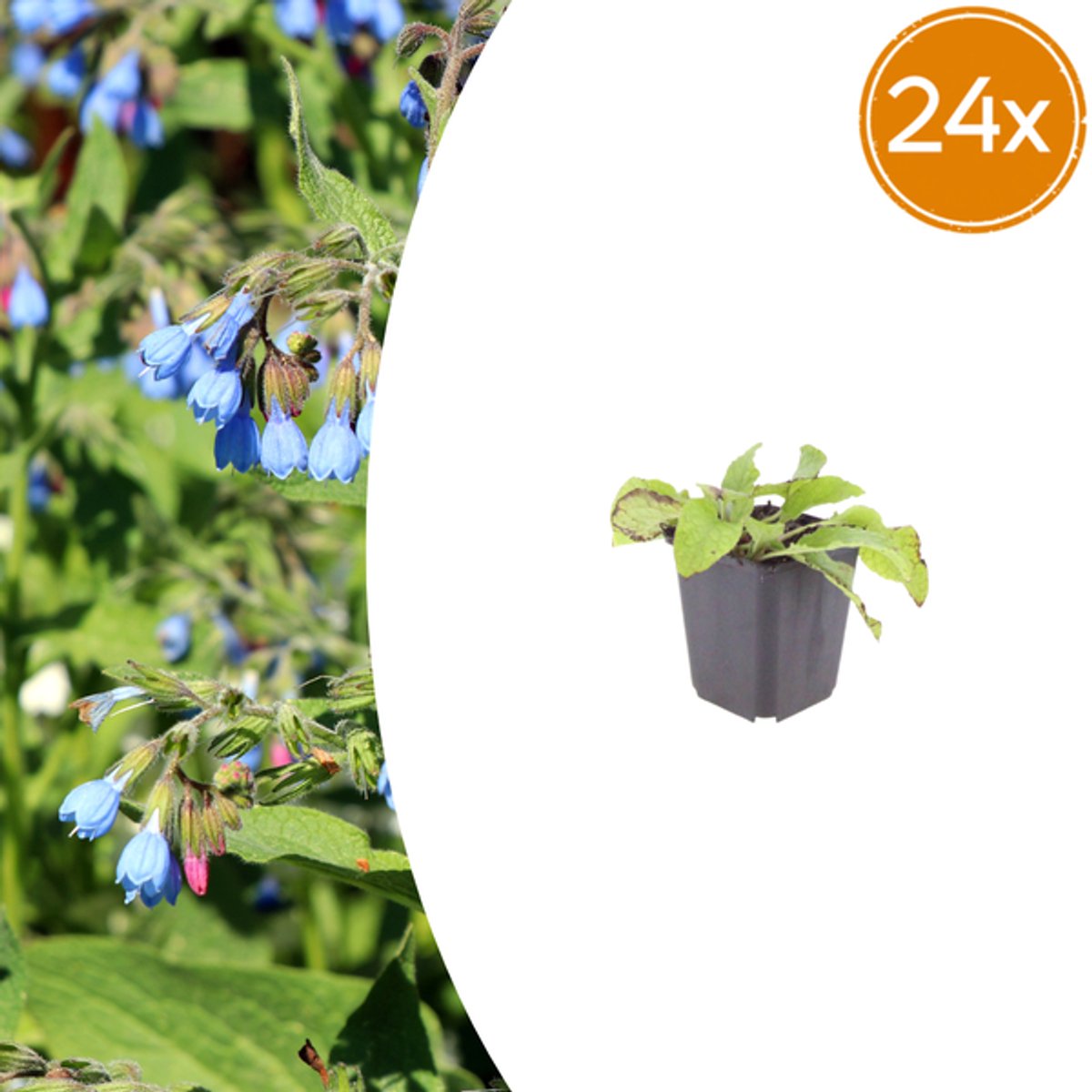 24x Symphytum grand. 'Wisley Blue' - 10-25cm - Ø9cm