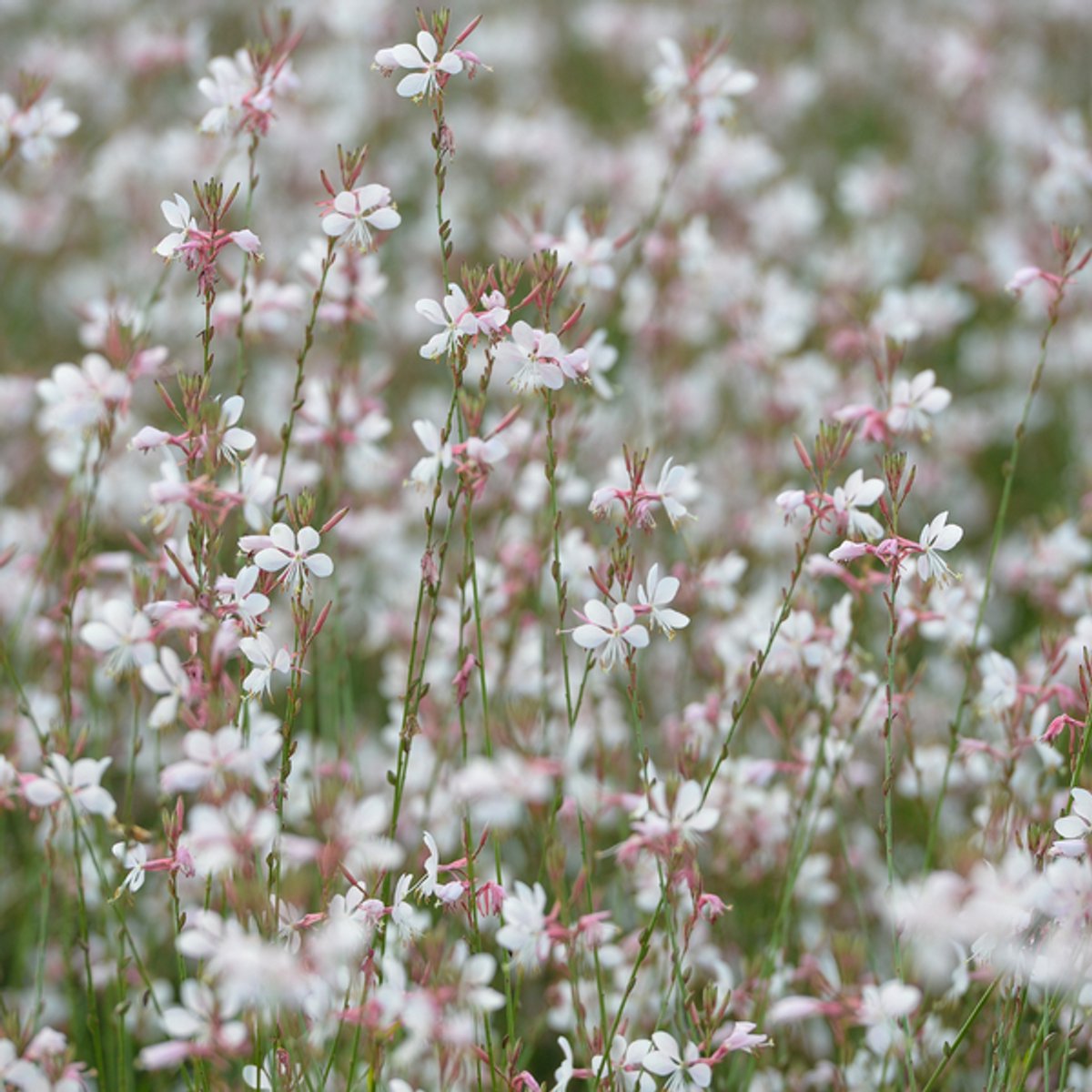 48x Gaura lindheimeri - 10-25cm - Ø9cm