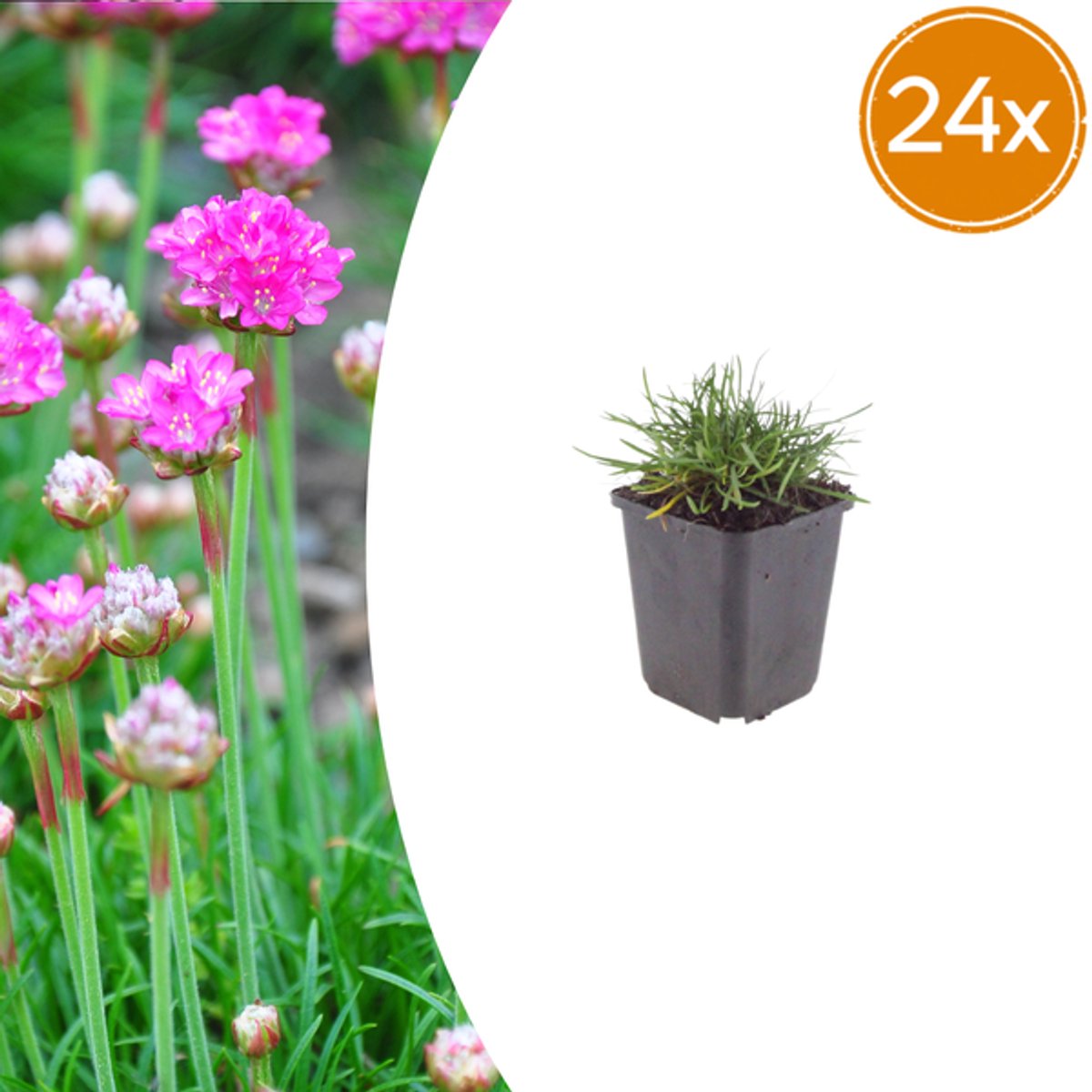 24x Armeria m. 'Splendens' - 10-25cm - Ø9cm
