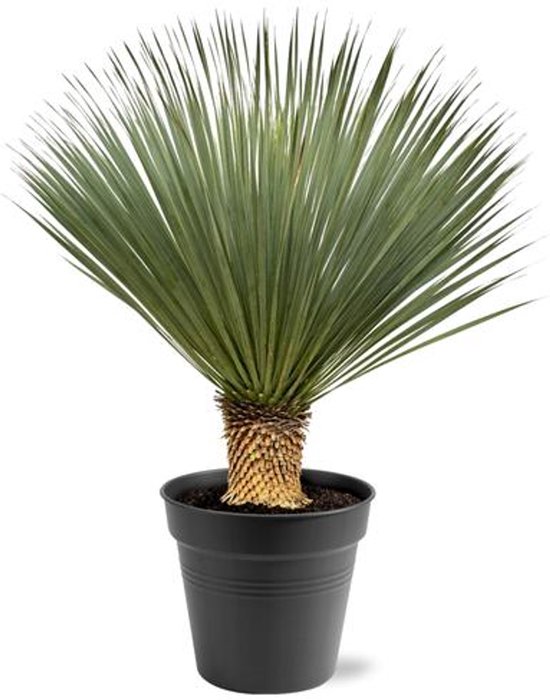 Yucca Rostrata - Blauwe Yucca - Palmlelie - 100 - 120 cm - Ø40