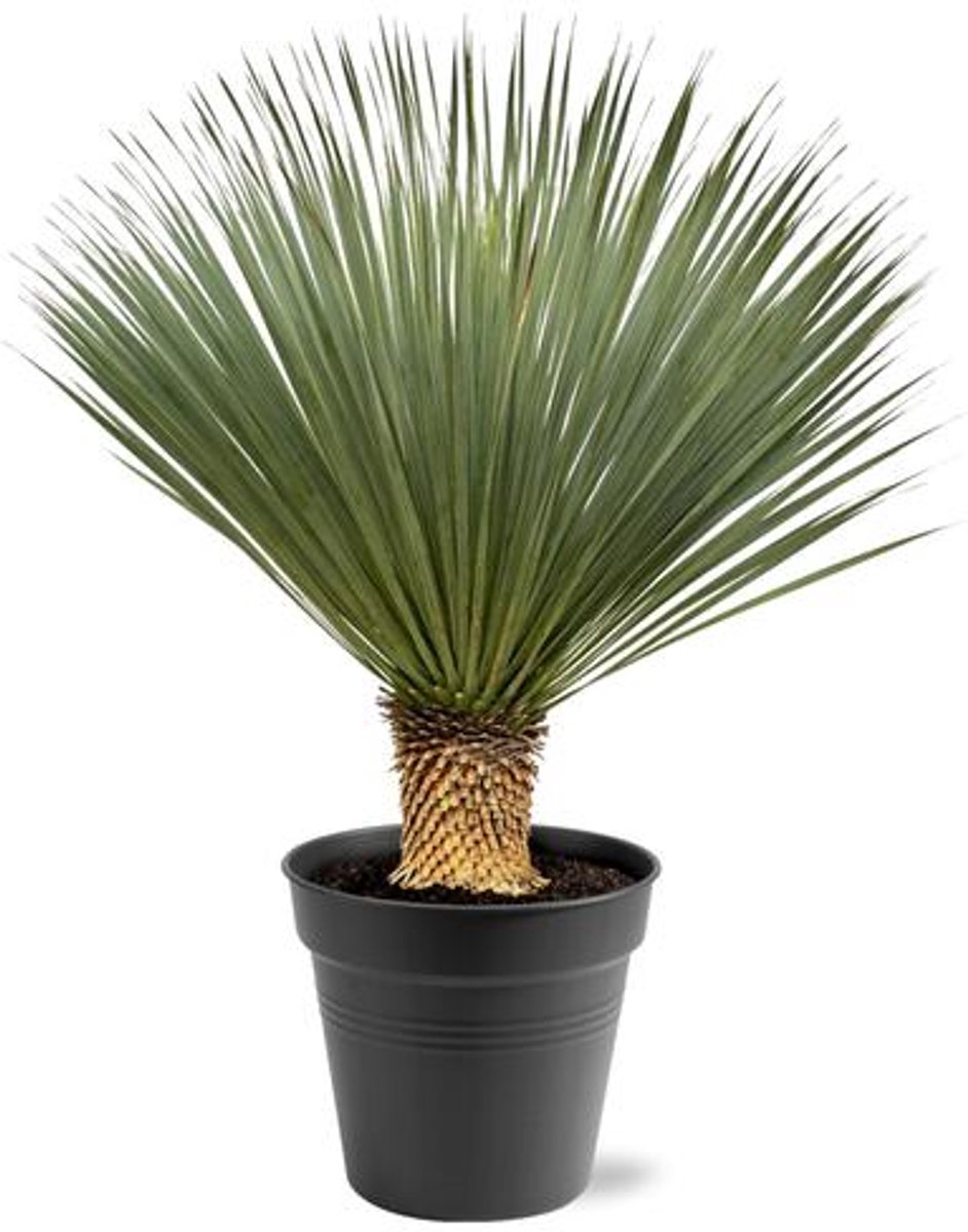 Yucca Rostrata - Blauwe Yucca - Palmlelie - 100 - 120 cm - Ø40