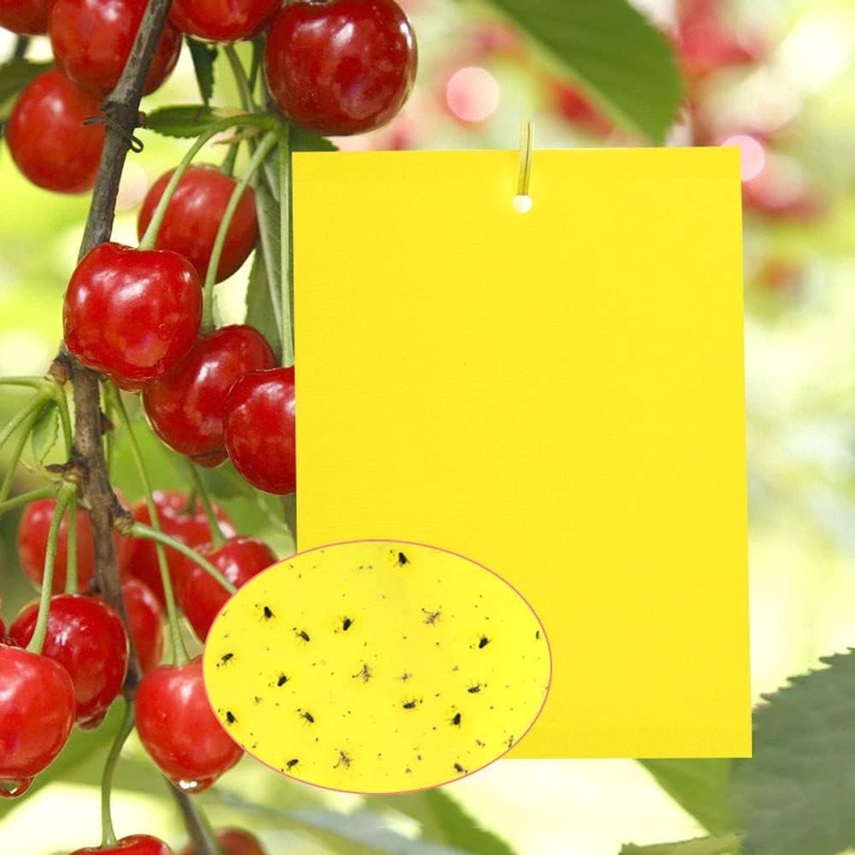 SnelShoppen - Gele Plakval voor Insecten, Sticky Insect Trap, Kersenmuggenval, Gele Stickers, Plakpapieren voor Witte Vliegen, Aphids, Mijnen en Meer