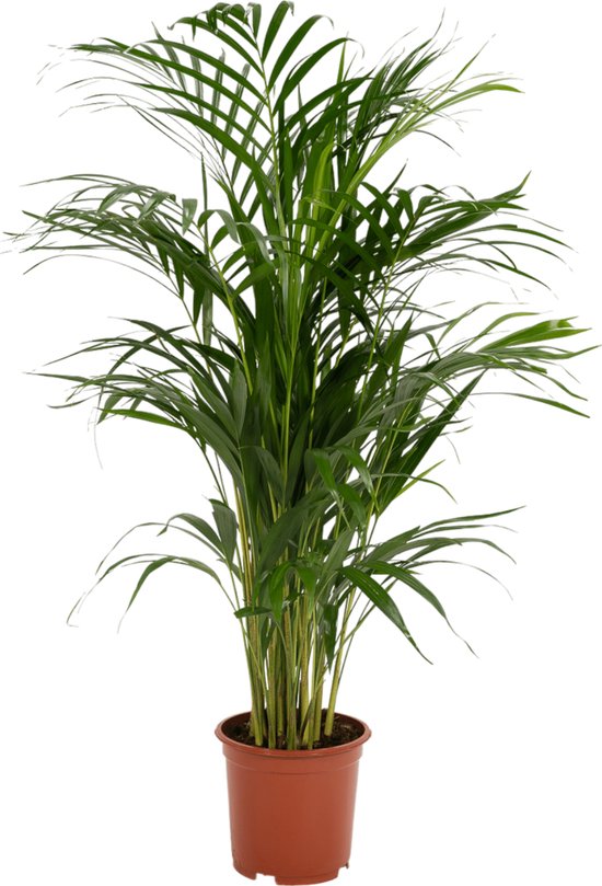 Areca palm - Goudpalm - Kamerplant - Hoogte 75-95 cm - Potmaat Ø19cm