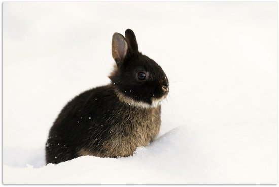 Un lapin brun foncé est assis dans la neige, photographié de près.