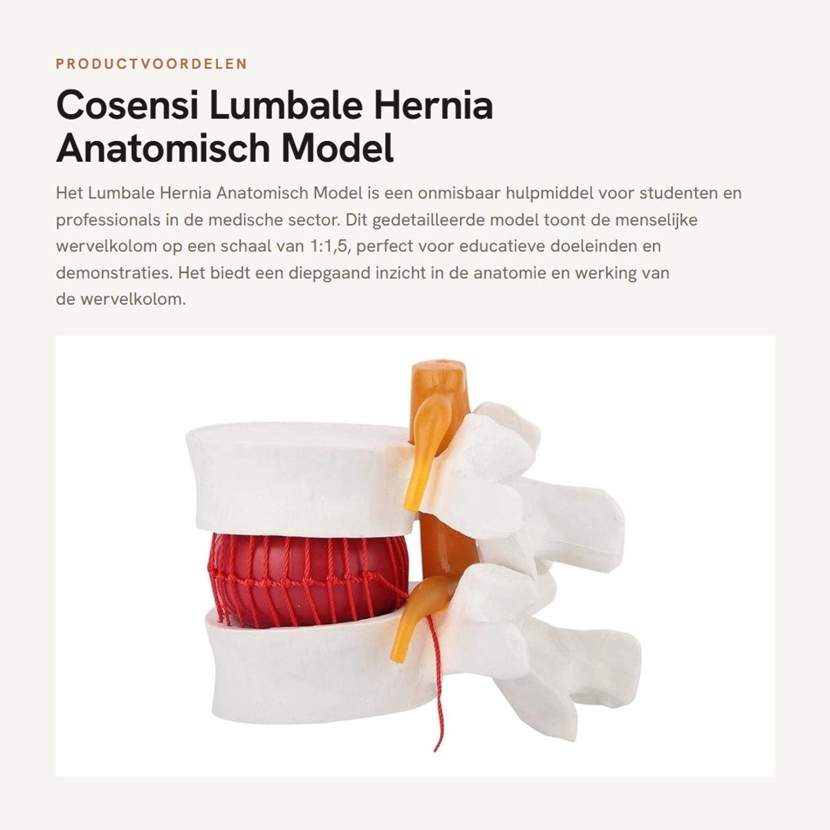 Dailygoods- Lumbale Hernia Model 1:1 - Anatomisch Model - Wervelkolom Demonstratie - Pedagogisch Hulpmiddel - Onderwijs - Kwalitatief Hoogwaardig