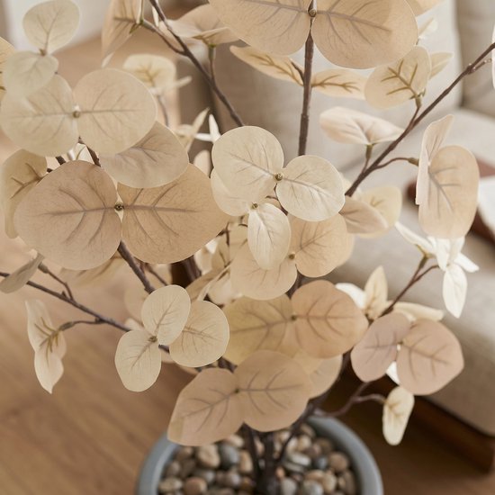 Close-up van lichtbeige eucalyptusbladeren met zichtbare nerven, op bruine stengels.