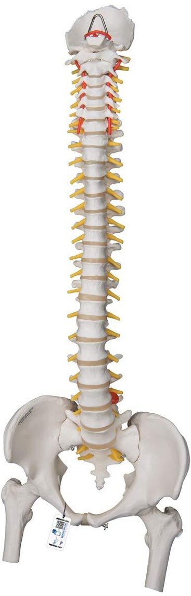 Wervelkolom Model - Ruggengraat Model Educatief - Anatomie Leren - Extreem Flexibel - 694 cm - Niet van toepassing