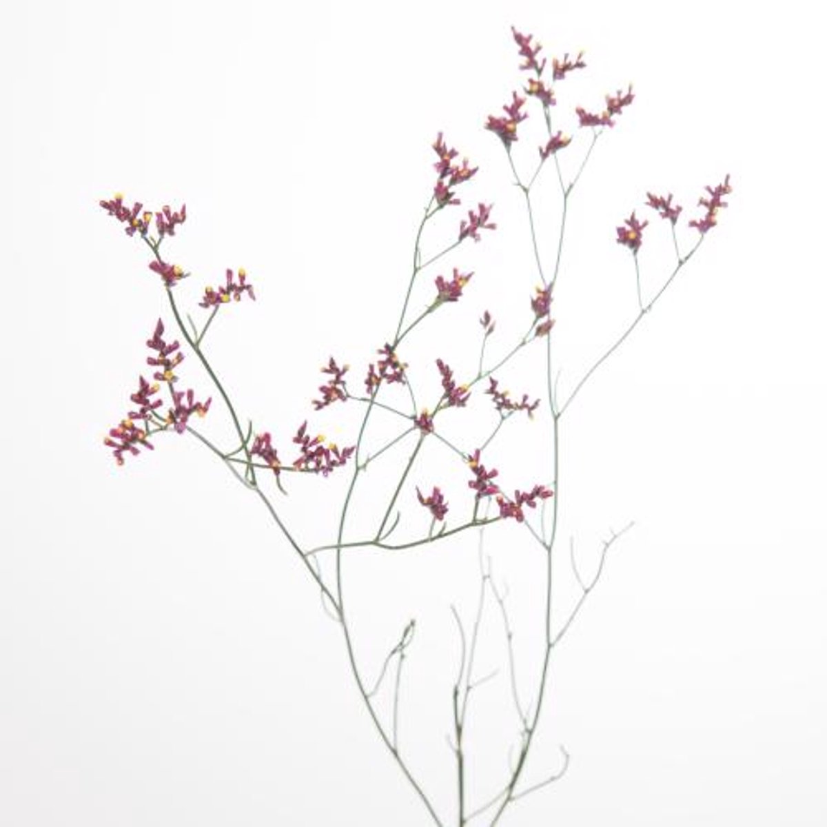25x Lim.scarlet diamond 70cm