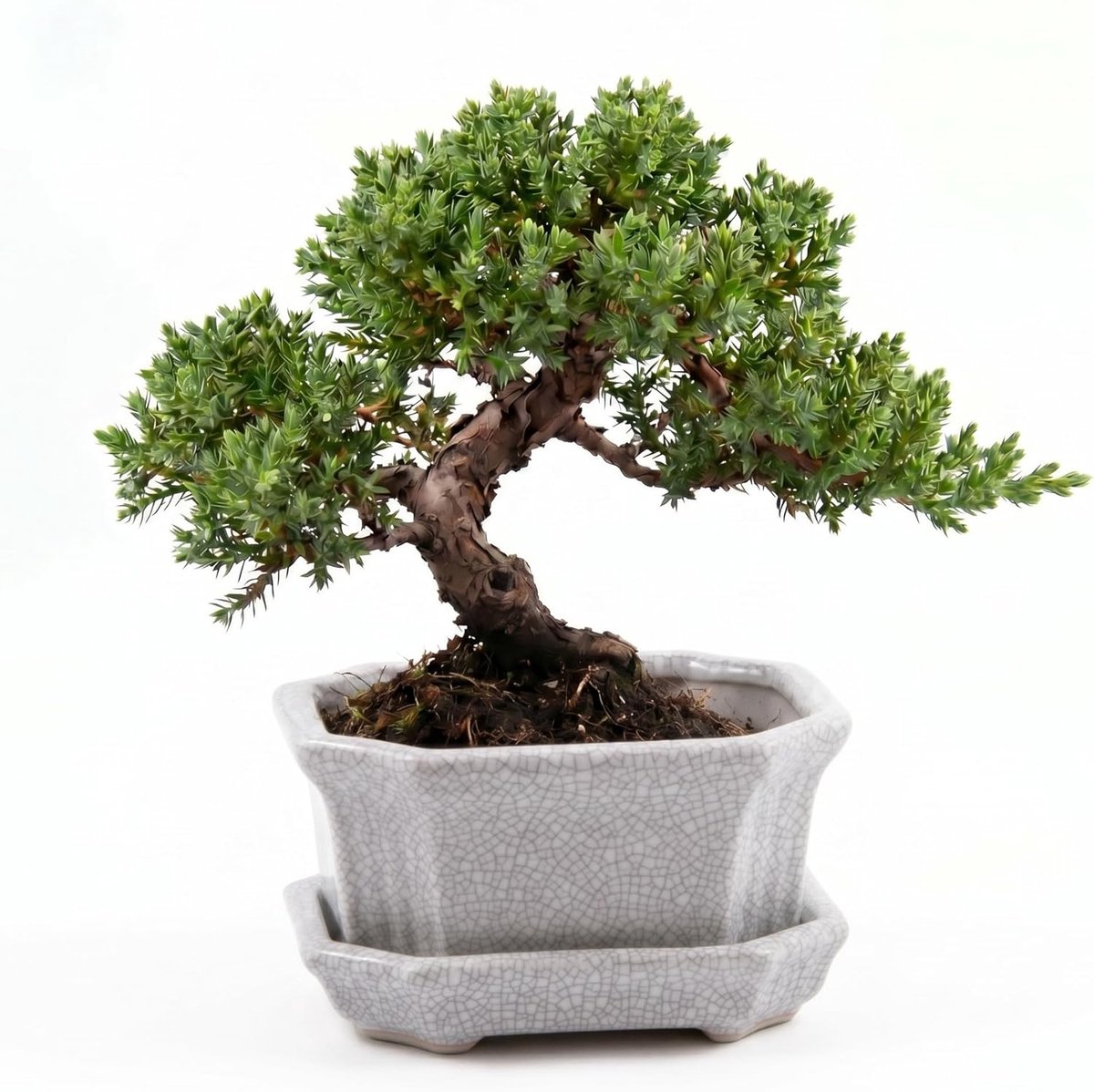 schaal (klein) keramiek met onderzetter in grijs - bonsai schaal hoekig voor de perfecte staging van uw binnen bonsai - 11 x 6,5 x 9 cm
