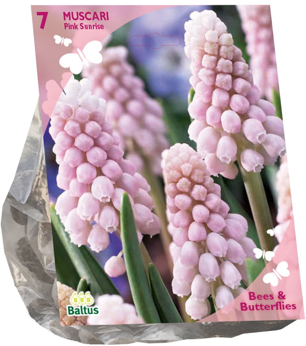 Bollen Muscari Pink Sunrise 7 stuks Baltus