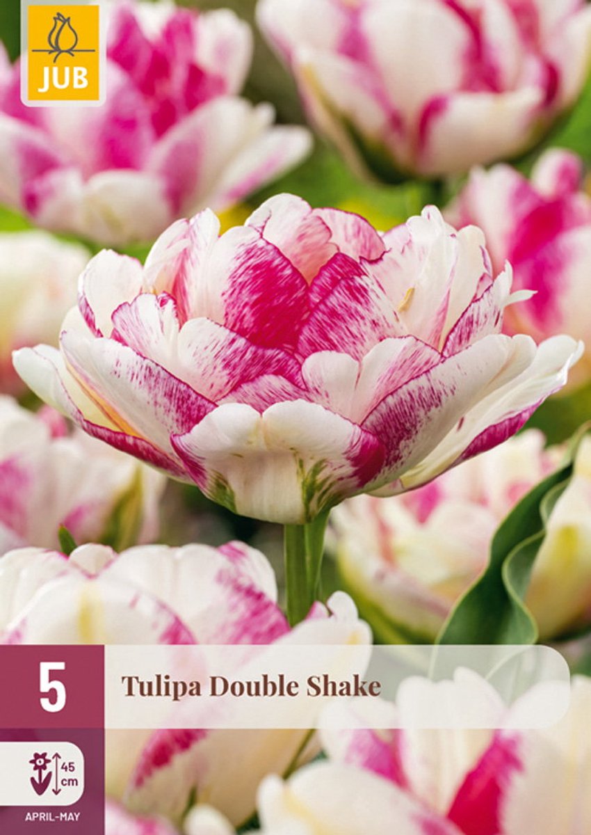 Tulipa double shake bloembol JUB 5 stuks