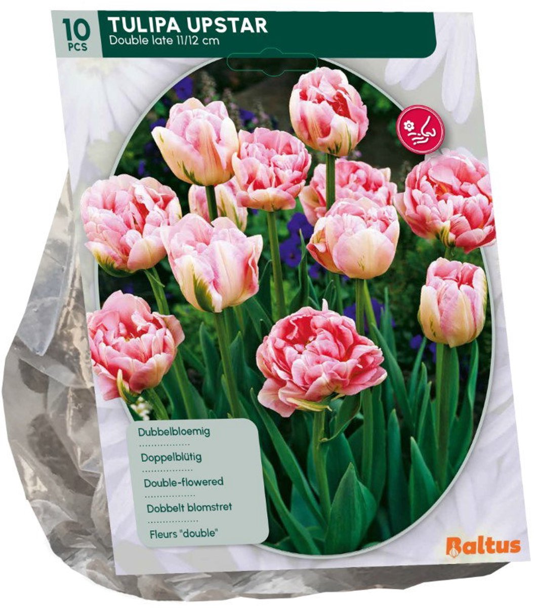 Tulipa Upstar 10 stuks bloembollen Baltus