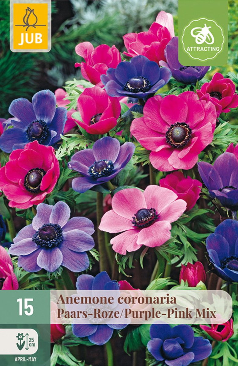 Anemone cor. Paars-roze Mix bloembol JUB 15 stuks