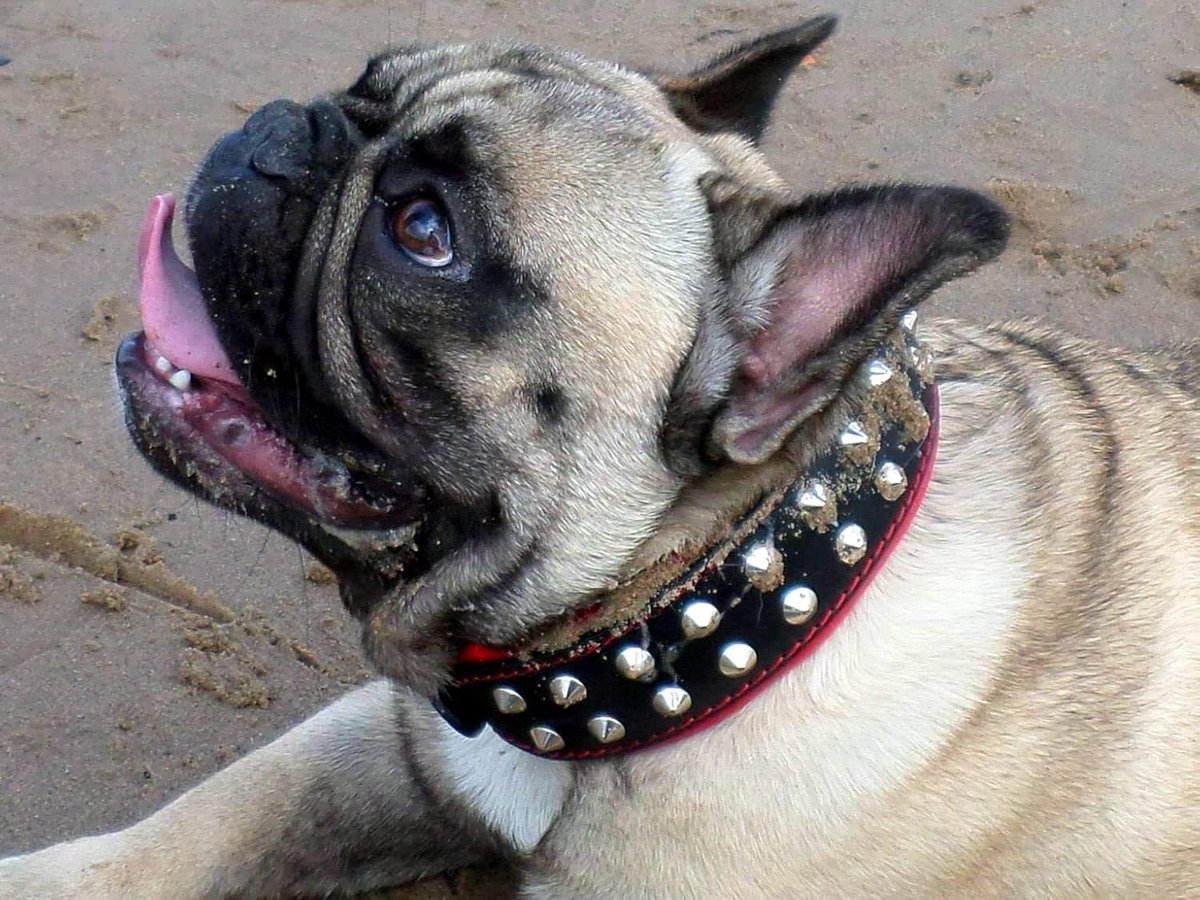 "Boston echt lederen hond kraag. Ingestikt en zacht gevoerd aan de binnenkant., S - 13.8 - 16.7 inch, Zwart & Rood