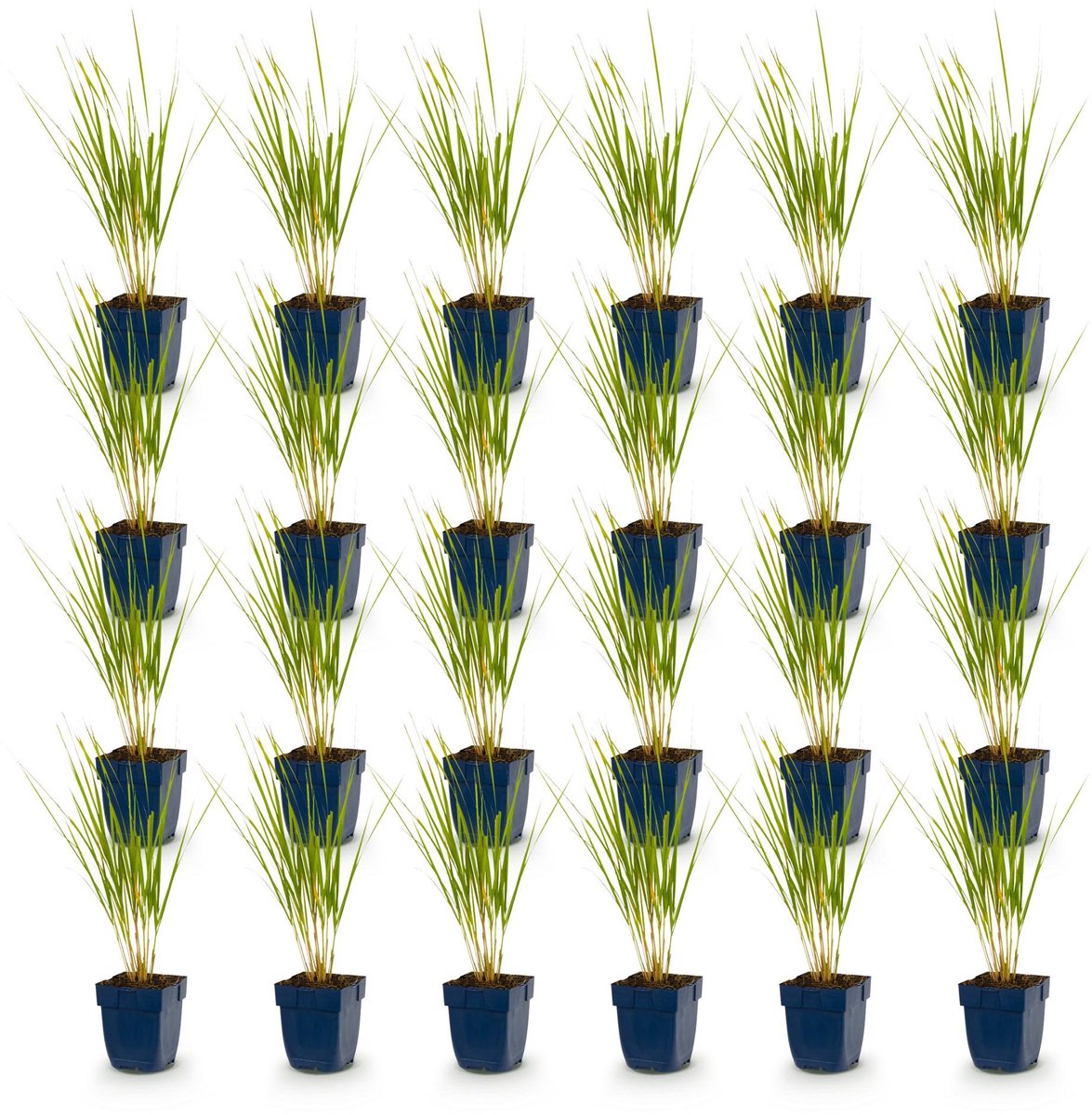 Green boutiQ - Grassen - Molinia arund. Karl Foerster - Pijpestrootje - Met Pluim - Groen - 24 Planten - Pot 11cm - Hoogte 15-25cm