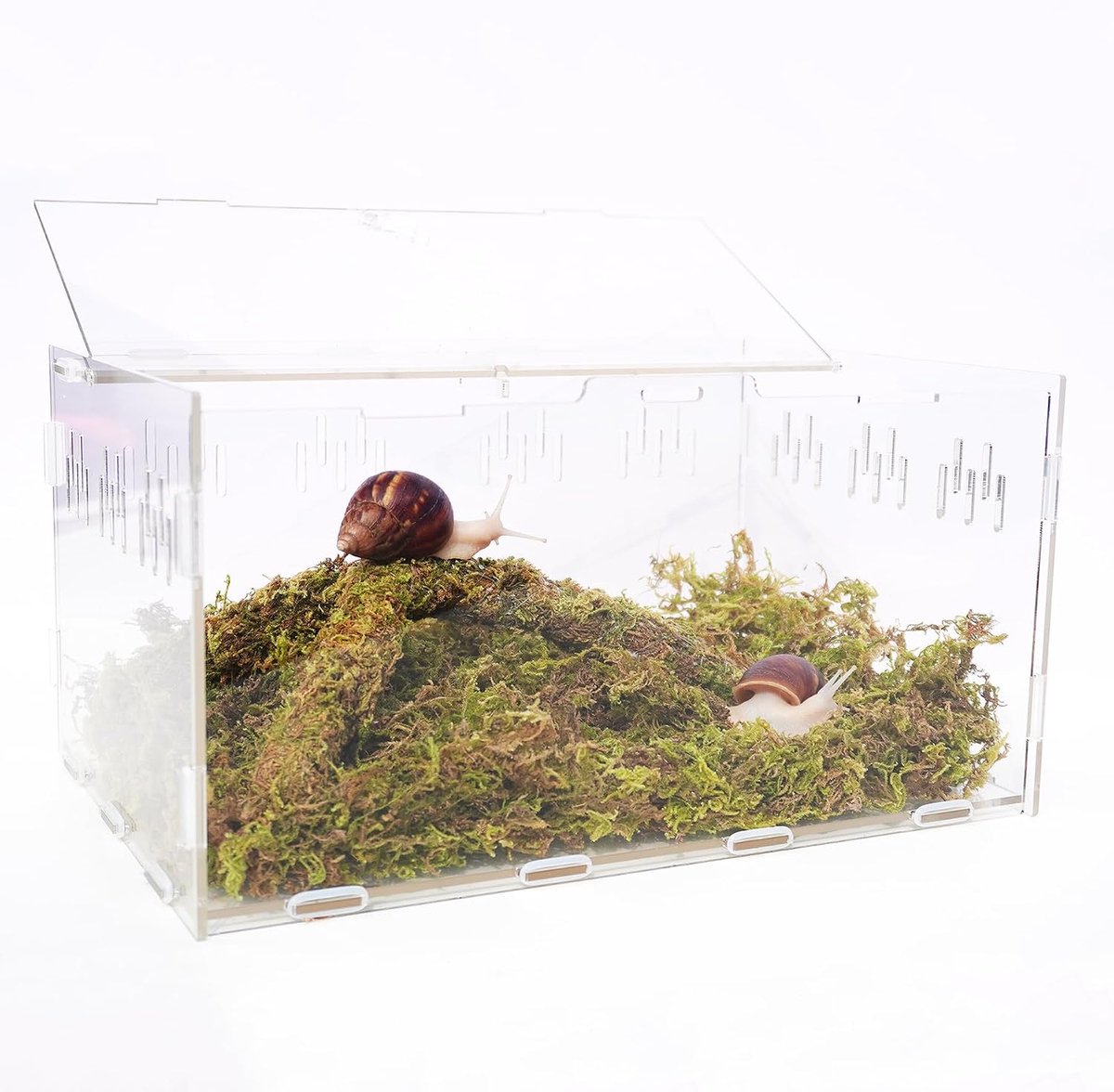 Slakkenterrarium Bouwpakket XL met Klimspeelgoed en Natuurlijk Mos | 28,5 x 20 x 15 cm