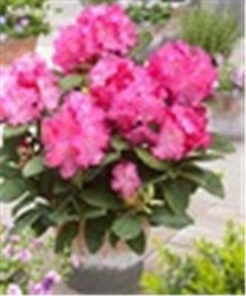 Elzusha - 100 Zaden Japanse Azalea Roze voor Teelt