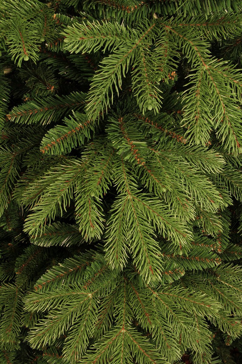 Black Box Trees Brampton Kerstboom - Realistische Kunstboom met Scharnierconstructie - Kerstversiering voor Binnen - Klassieke Boom van PE Naalden - H215 x Ø142 cm - Groen – foto 3