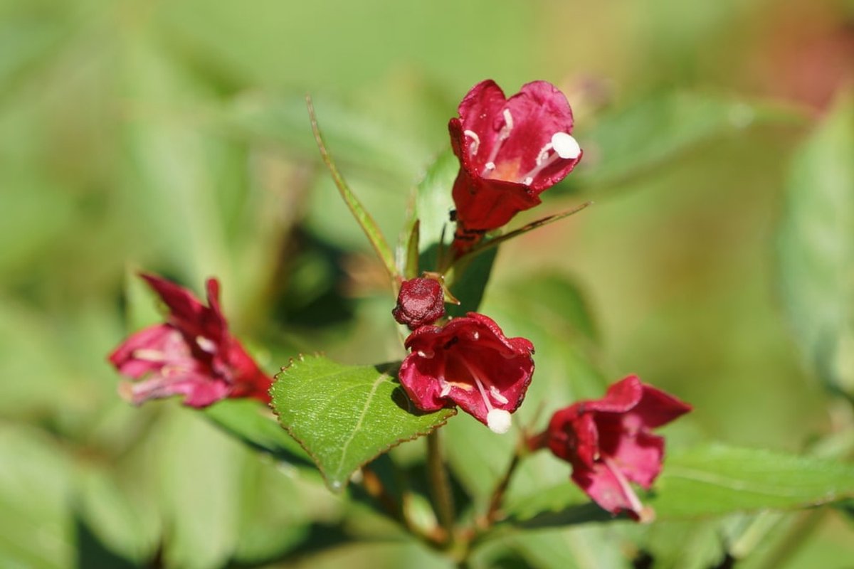 Weigelia 'Bristol Ruby' 60-80 cm (in pot) - - Ø17 cm - - -