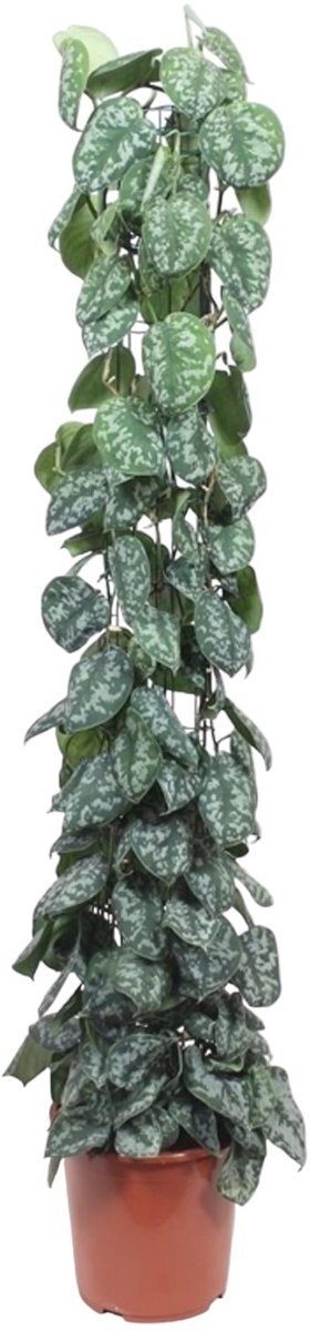 Scindapsus Pictus Trebie gaasrek - 160 cm - ø27