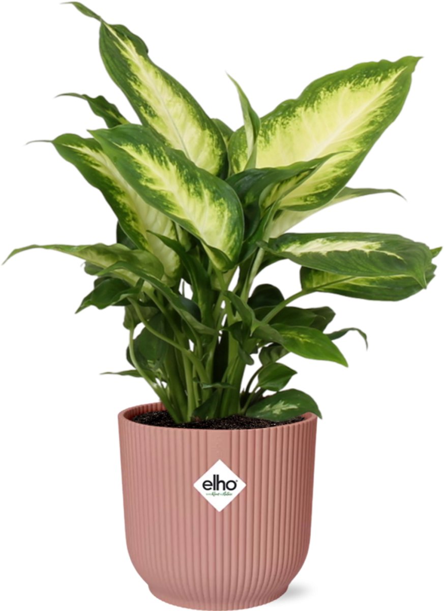 Dieffenbachia ‘Camilla’ in ELHO Vibes Fold 14cm roze