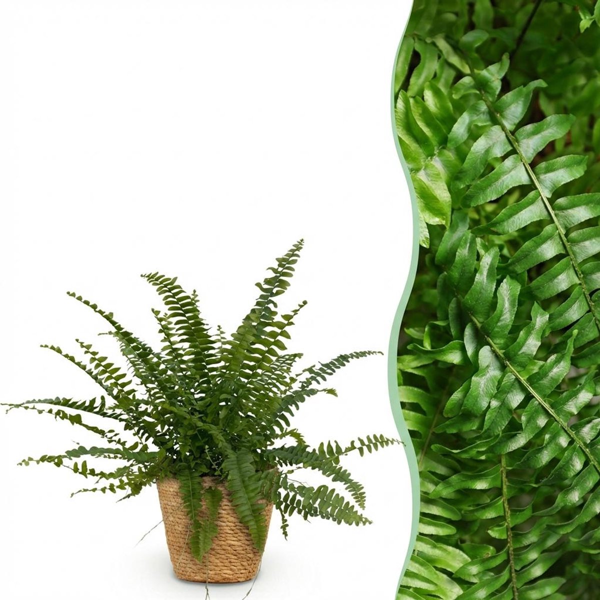 Kamerplant - Nephrolepsis exaltata Green Lady - Varen - Huisdiervriendelijke Plant - Groen - 1 Plant - met Mand - Pot 12cm - Hoogte 25cm