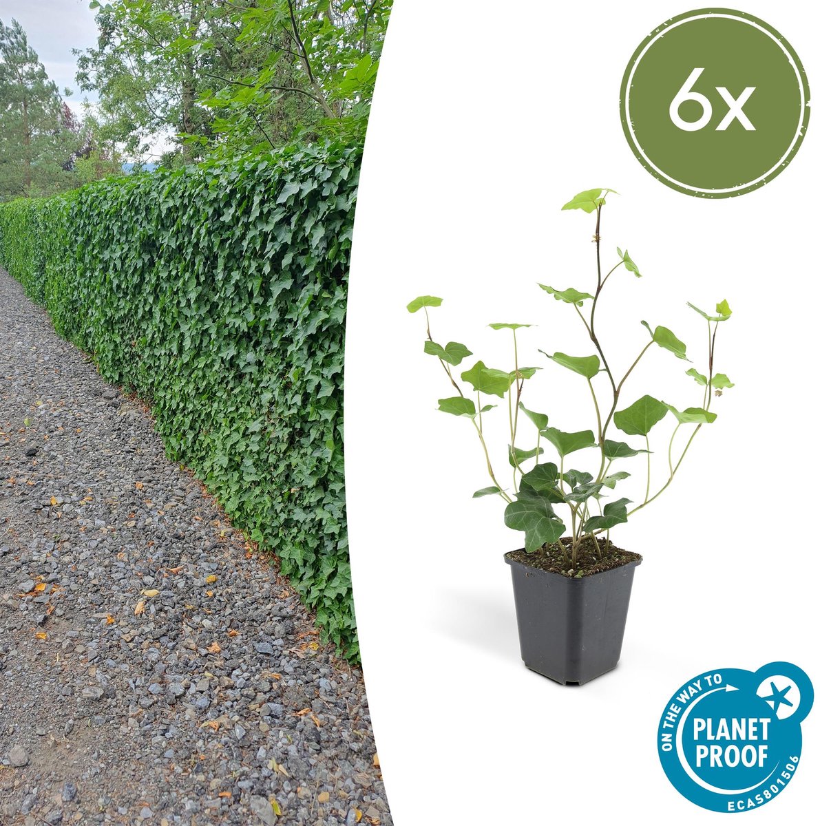 6x Hedera Hibernica - 10-25cm - Ø9cm