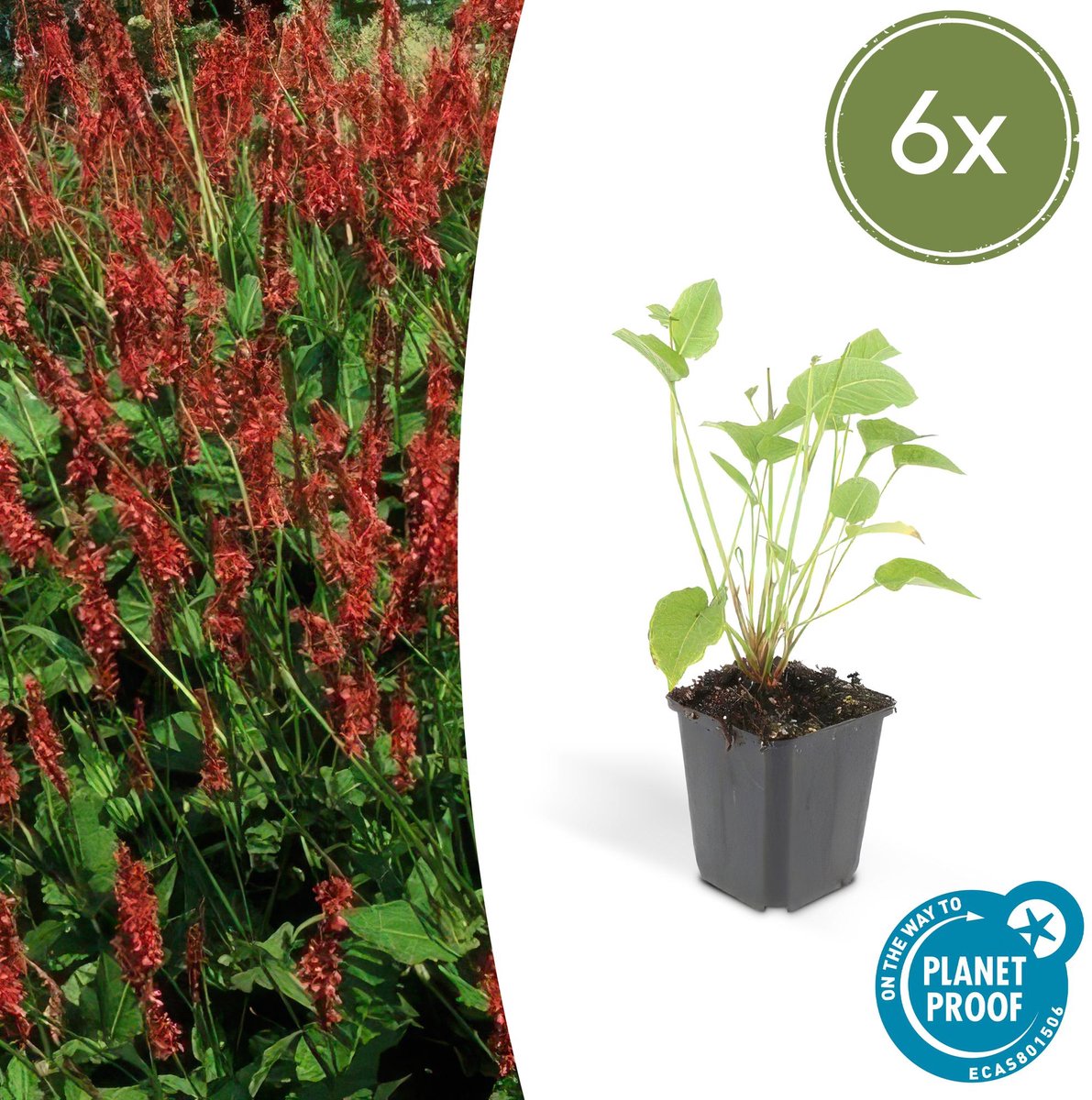 6x Persicaria amplexicaulis - 10-25cm - Ø9cm