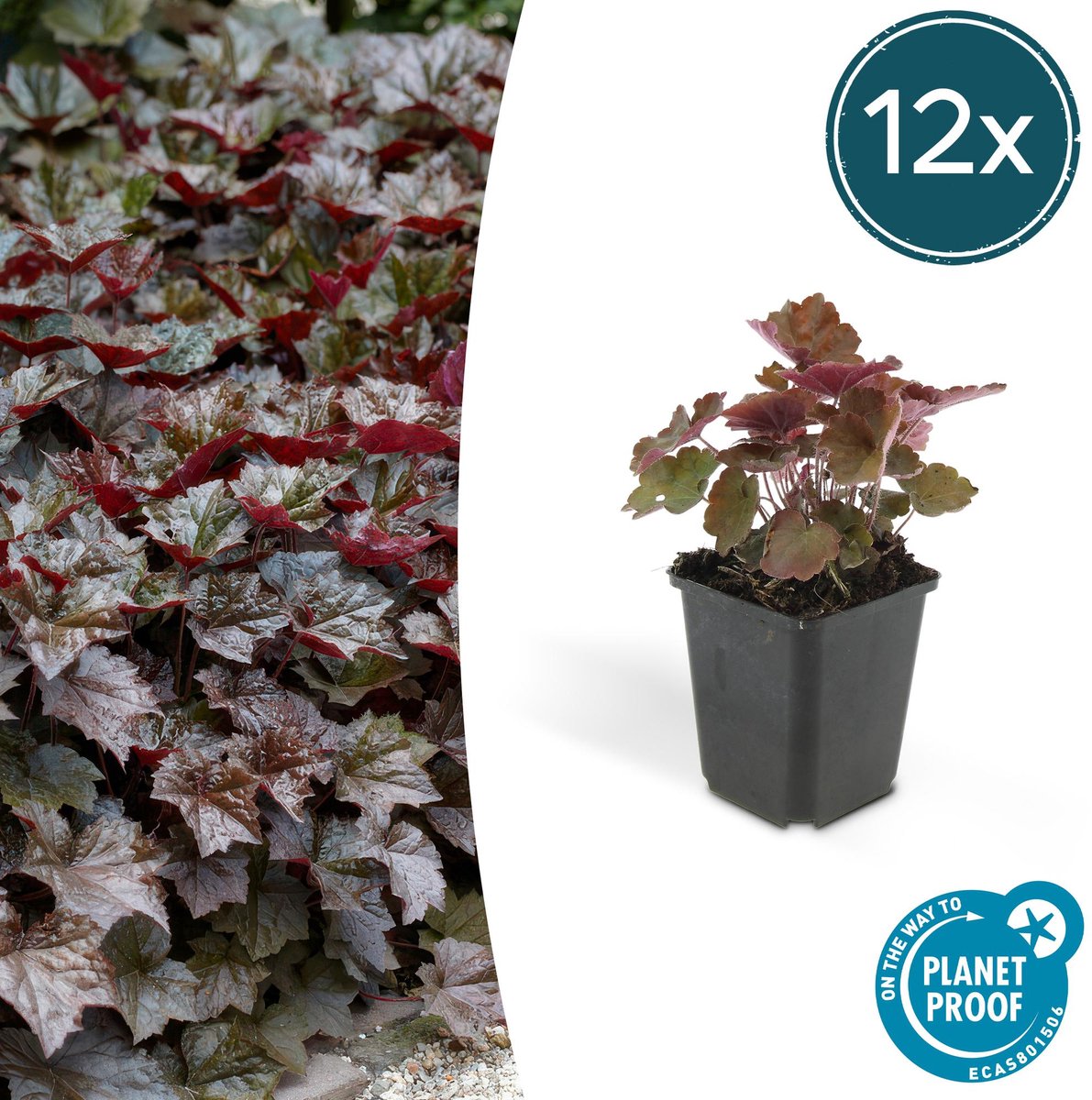 12x Heuchera mic. 'Palace Purple' - 10-25cm - Ø9cm