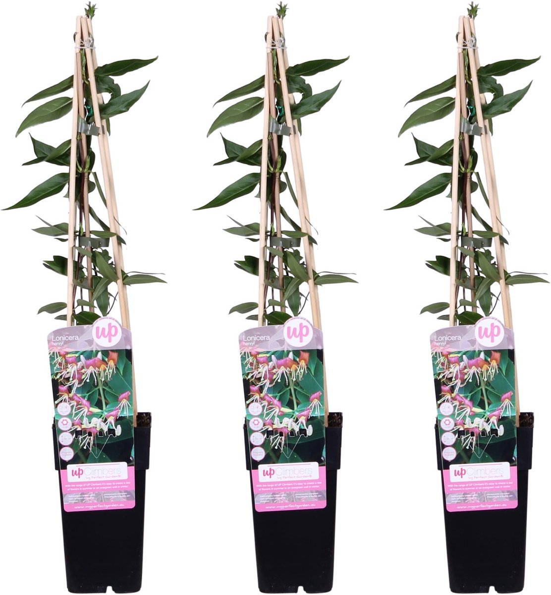 3x - Lonicera henryi - ↨65cm - Ø15