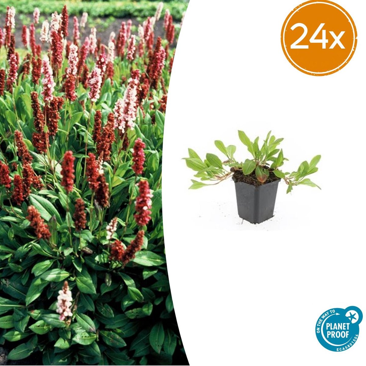 24x Persicaria aff. 'Darjeeling Red' - 10-25cm - Ø9cm
