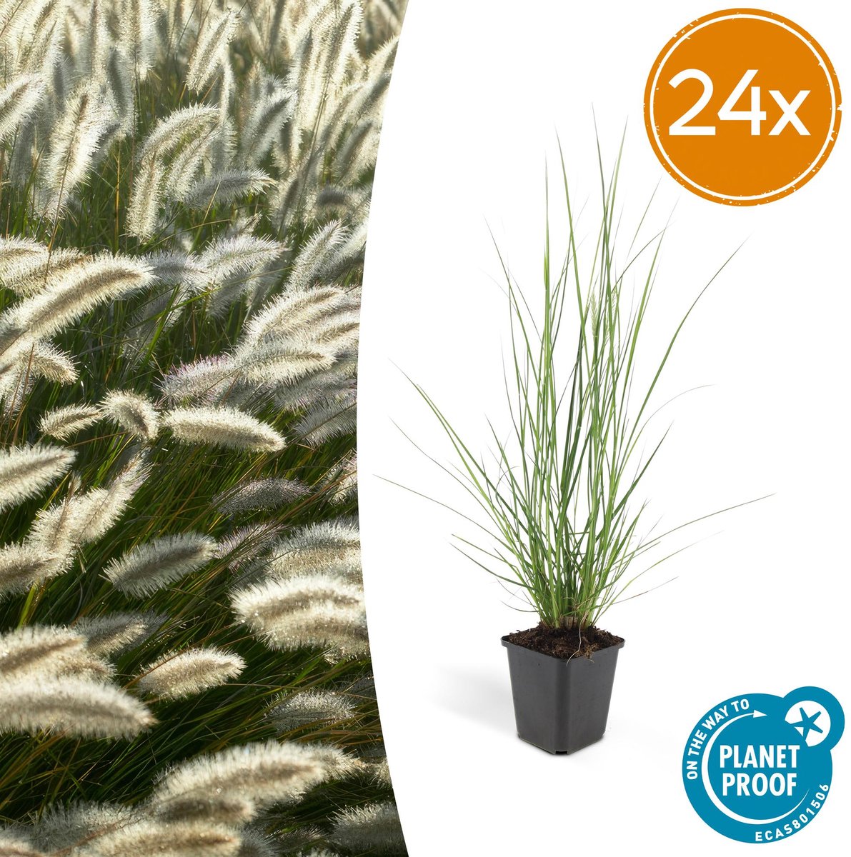 24x Pennisetum alopecuroides 'Hameln' - 10-25cm - Ø9cm