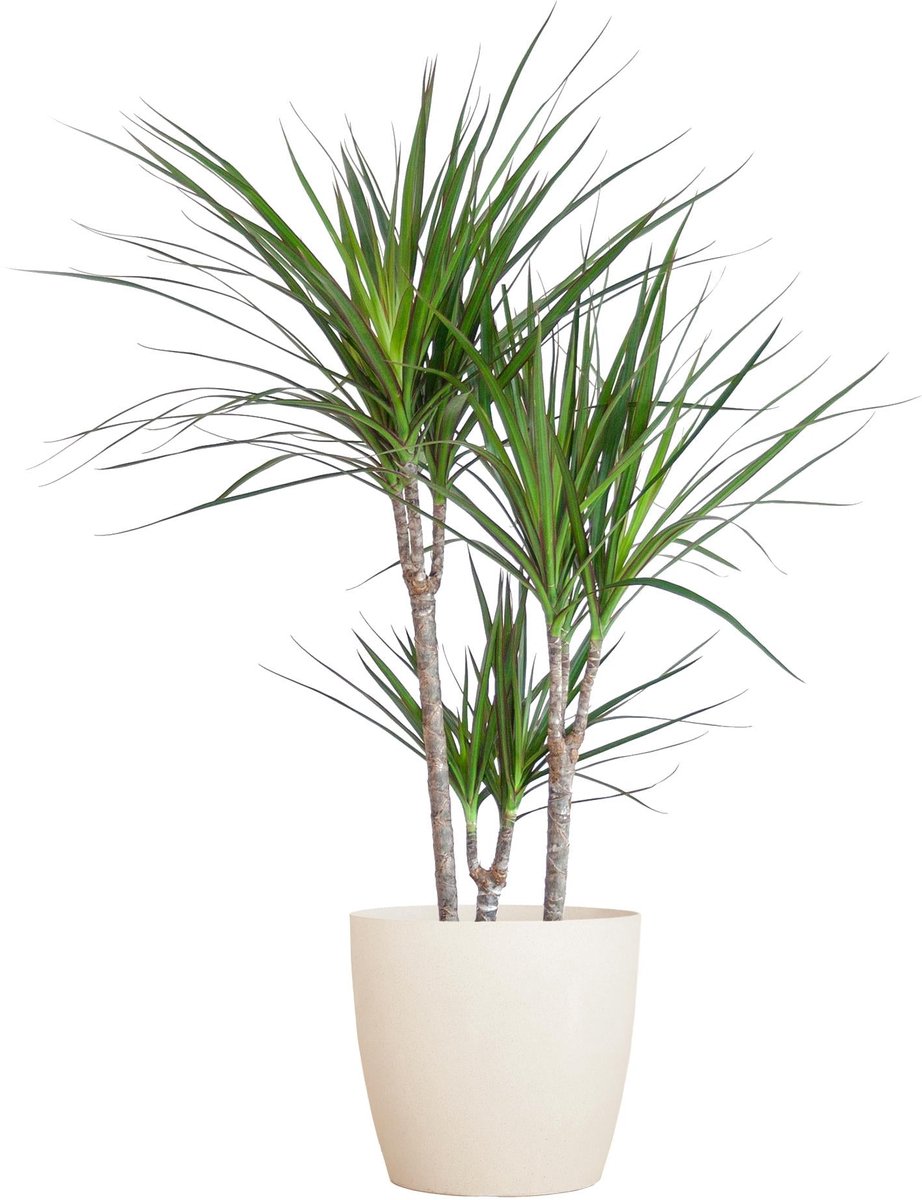 Dracaena Marginata met Potter wit - 95cm - Ø21