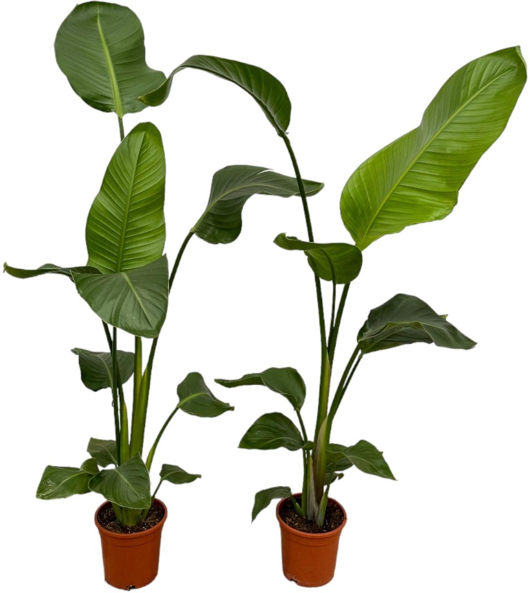 2x Strelitzia Nicolai - 100 cm - Ø17