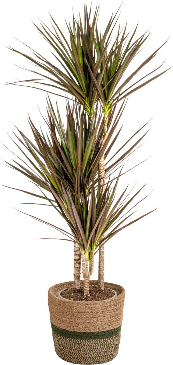 Dracaena Marginata Magenta met mand Ø21cm - 110 - 130cm