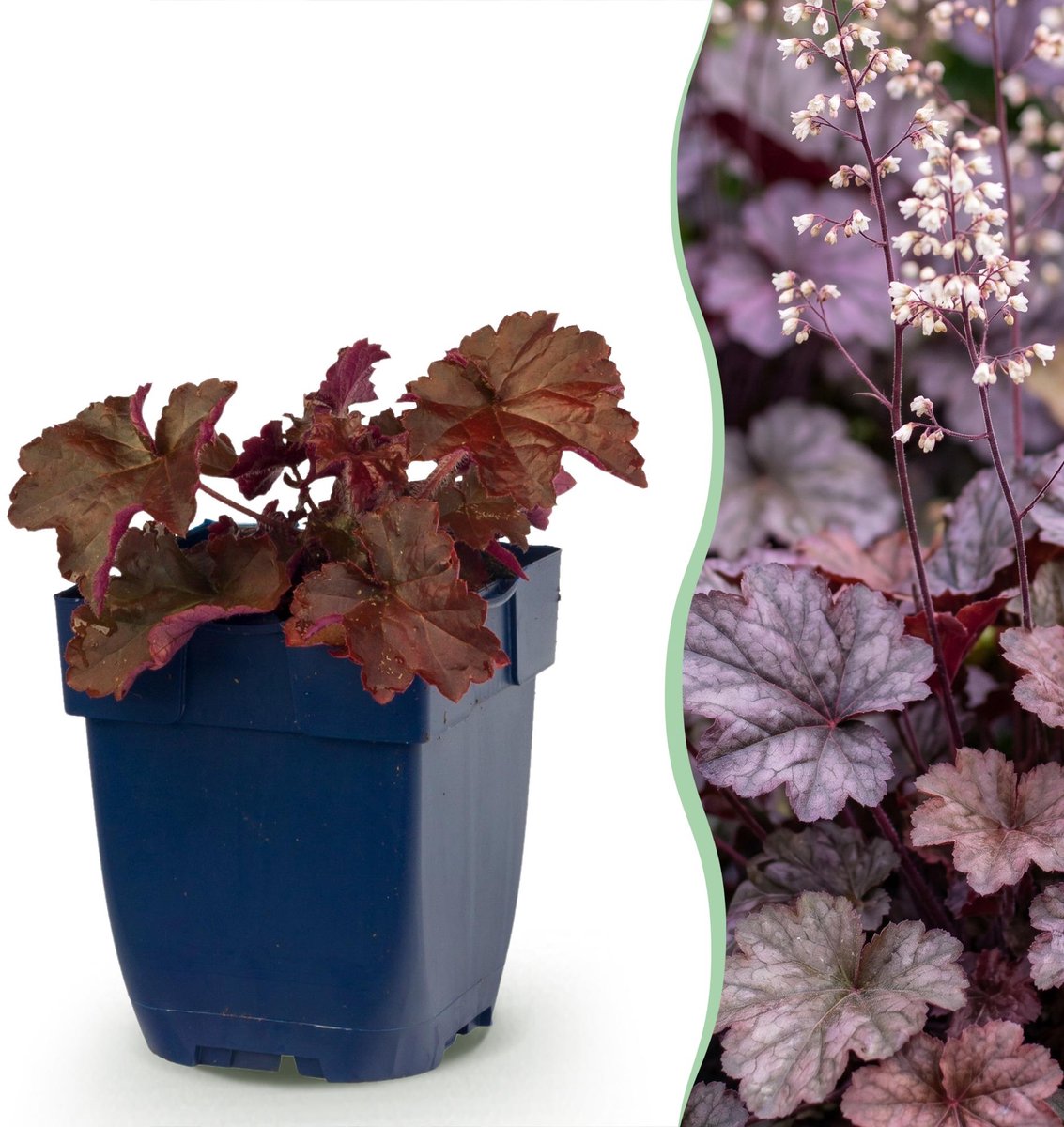 Vasteplant - Heuchera micr. Palace Purple - Purperklokje - Schaduw - Paars - 6 Planten - Pot 11cm - Hoogte 15-25cm