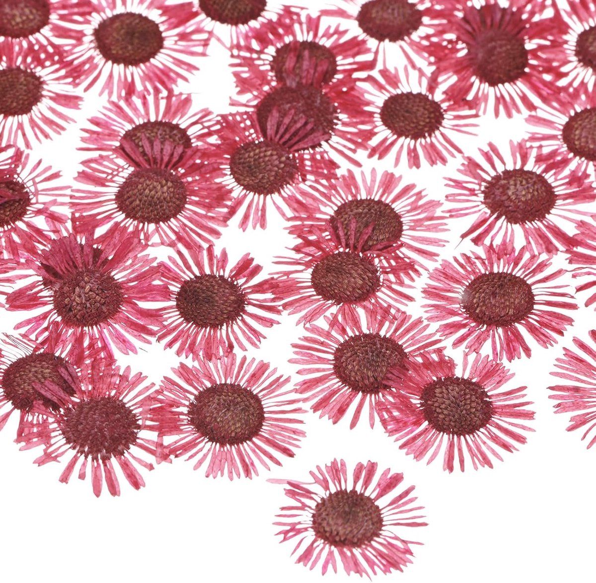 SnelShoppen - 12 Stuks Gedroogde Geperste Bloemen Voor Epoxy Hars, Natuurgetrouwe Bloemen Voor Creatieve Handwerken, Scrapbooking, Kaarsen, DIY Cadeau