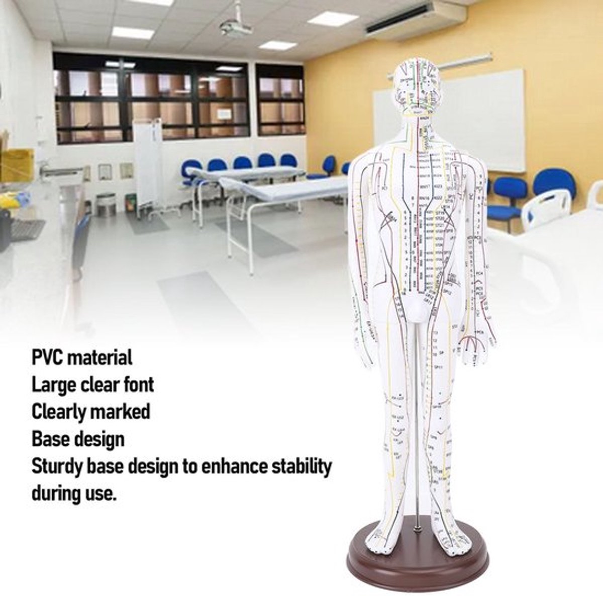 Acupunctuurmodel Mannelijk/Vrouwelijk - Drukpunt/Meridianenmodel - Acupoint Lichaamsmodel - Acupunctuurpraktijkmodel - High Definition Gravure - Nauwkeurige Positionering