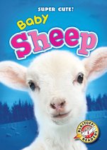Super Cute! - Baby Sheep