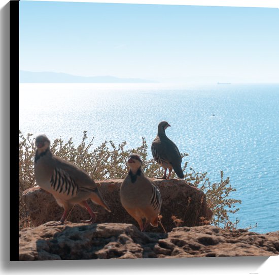 Canvas - Drie Vogels op Stenen aan de Rand van Cliff aan de Kust - 60x60 cm Foto op Canvas Schilderij (Wanddecoratie op Canvas)