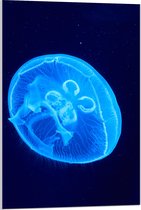 Acrylglas - Lichtblauwe Kwal in Donkerblauwe Zee - 60x90 cm Foto op Acrylglas (Wanddecoratie op Acrylaat)