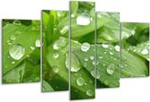 Glasschilderij Druppels - Groen, Wit, Grijs - 170x100cm 5Luik - Foto Op Glas - Geen Acrylglas Schilderij - 6000+ Glasschilderijen Collectie - Wanddecoratie