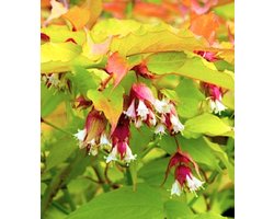 Leycesteria formosa 'Golden Lanterns' - Fazantenbes, Karamelbes, Grootmoeders Oorbel 40 - 50 cm in pot