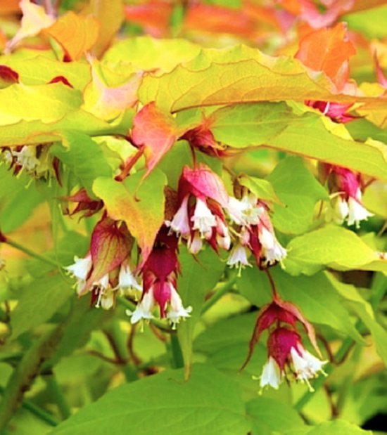 leycesteria-formosa-golden-lanterns-fazantenbes-karamelbes