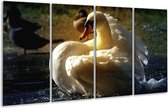 Peinture sur verre cygne | Blanc, jaune, gris | 160x80cm 4 Liège | Tirage photo sur verre |  F001428