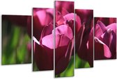 Peinture sur verre tulipe | Violet, vert, blanc | 170x100cm 5 Liège | Tirage photo sur verre |  F001021